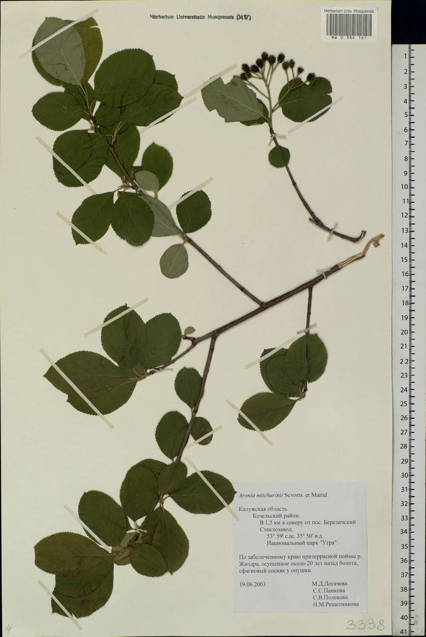 Sorbaronia × fallax C.K.Schneid., Eastern Europe, Central region (E4) (Russia)