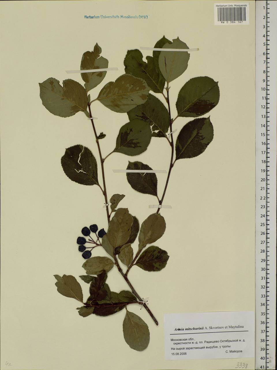 Sorbaronia × fallax C.K.Schneid., Eastern Europe, Moscow region (E4a) (Russia)
