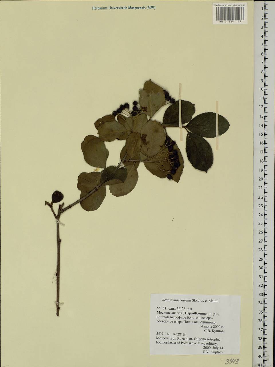 Sorbaronia × fallax C.K.Schneid., Eastern Europe, Moscow region (E4a) (Russia)