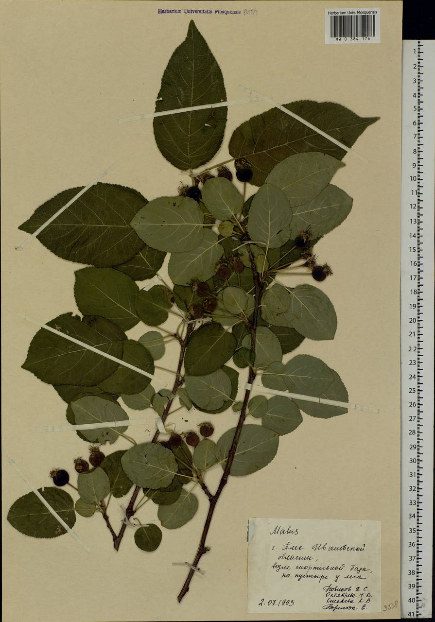Malus, Eastern Europe, Central forest region (E5) (Russia)