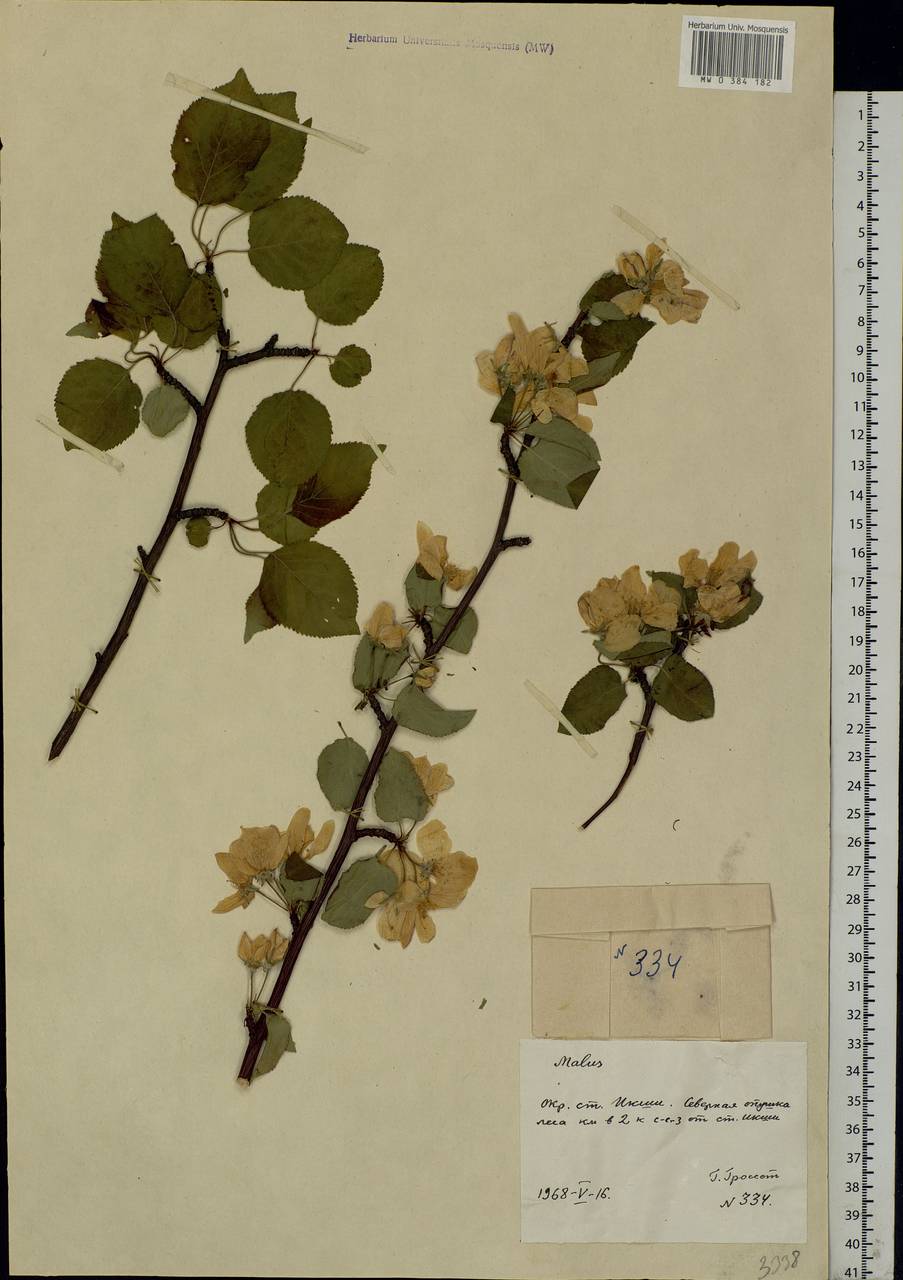 Malus, Eastern Europe, Moscow region (E4a) (Russia)