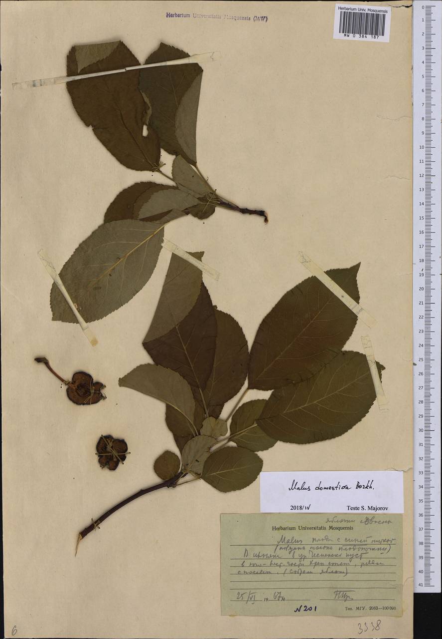 Malus domestica Borkh., Eastern Europe, Central forest-and-steppe region (E6) (Russia)