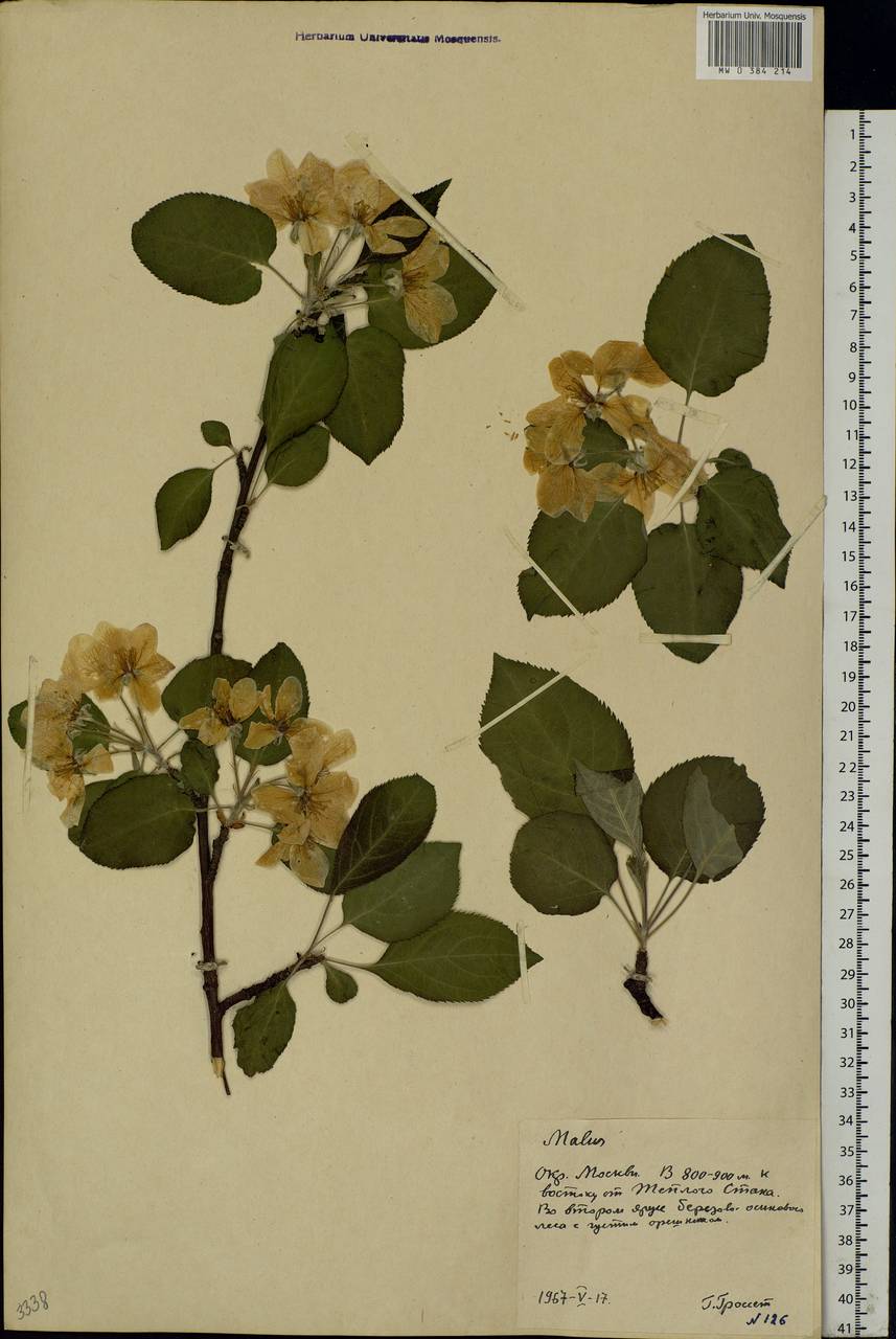 Malus, Eastern Europe, Moscow region (E4a) (Russia)