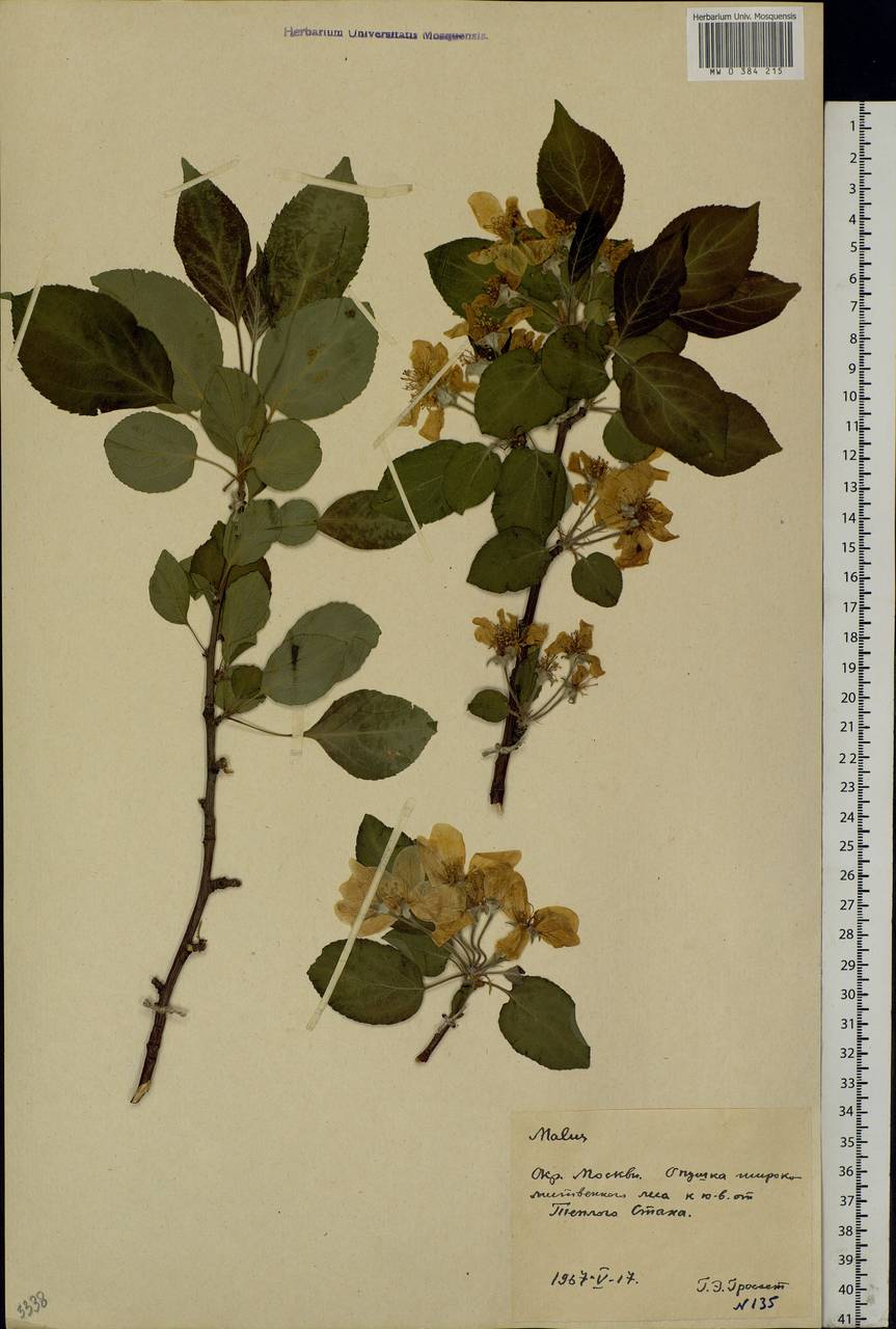 Malus, Eastern Europe, Moscow region (E4a) (Russia)