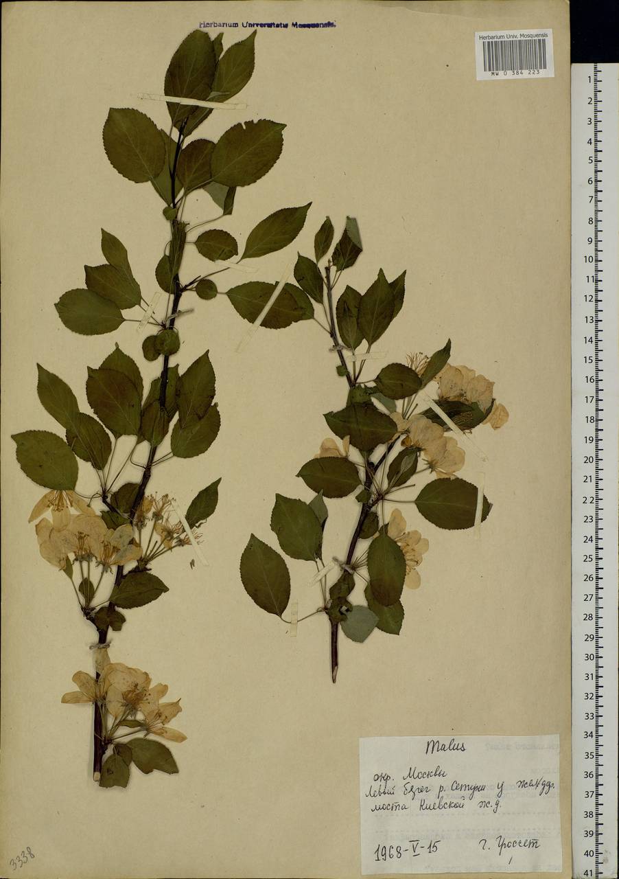 Malus, Eastern Europe, Moscow region (E4a) (Russia)