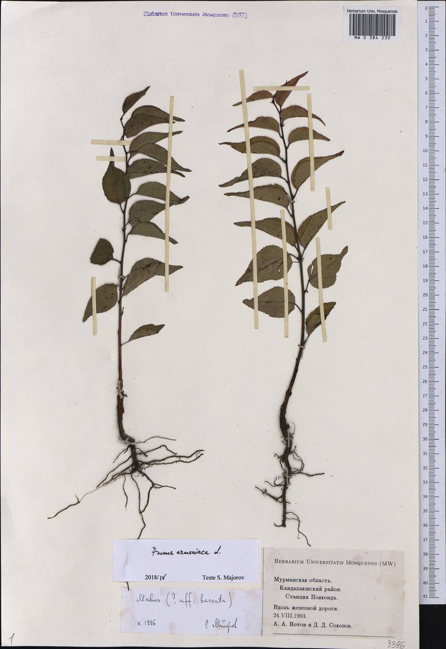 Prunus armeniaca L., Eastern Europe, Northern region (E1) (Russia)