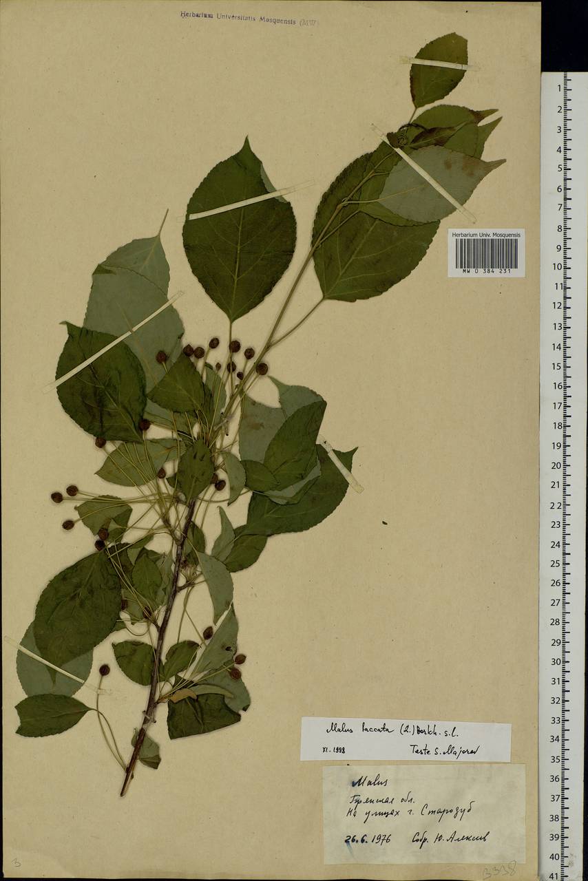 Malus baccata (L.) Borkh., Eastern Europe, Western region (E3) (Russia)