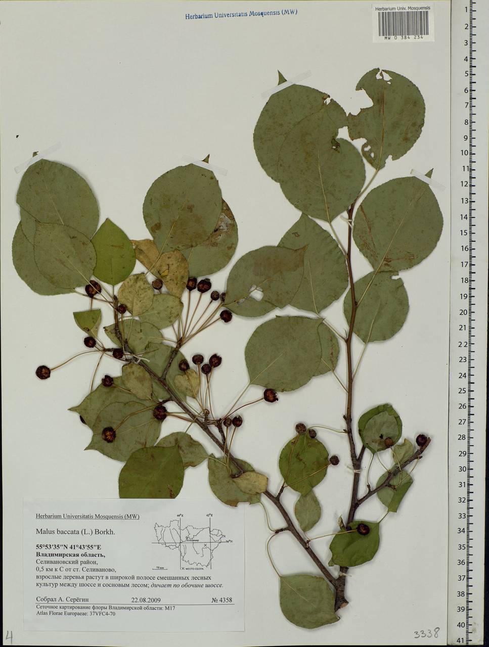 Malus baccata (L.) Borkh., Eastern Europe, Central region (E4) (Russia)