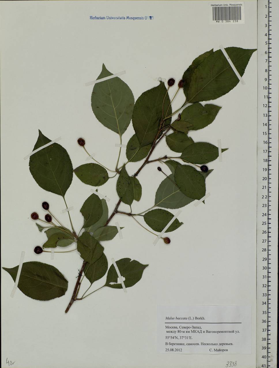 Malus baccata (L.) Borkh., Eastern Europe, Moscow region (E4a) (Russia)