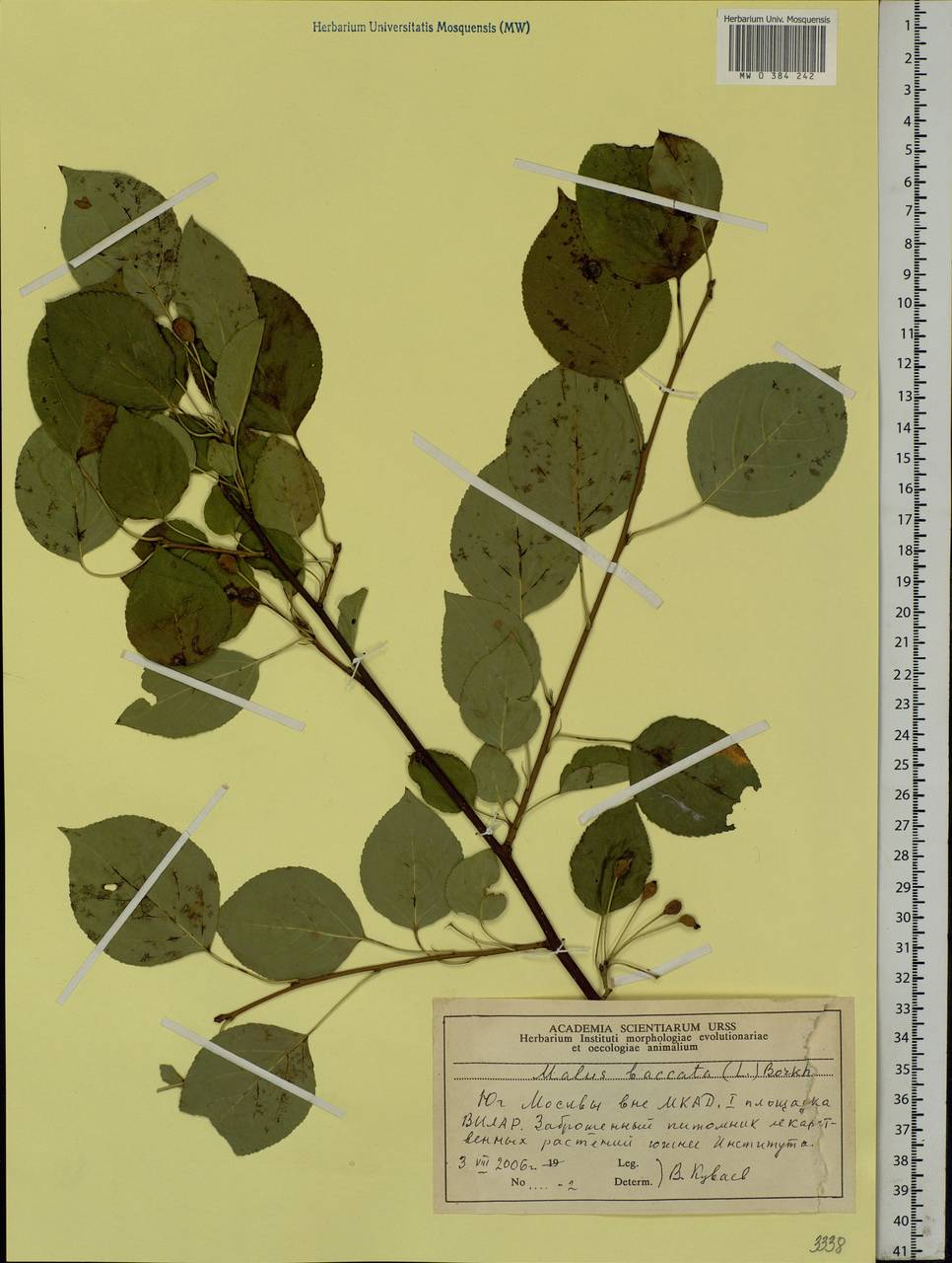 Malus baccata (L.) Borkh., Eastern Europe, Moscow region (E4a) (Russia)