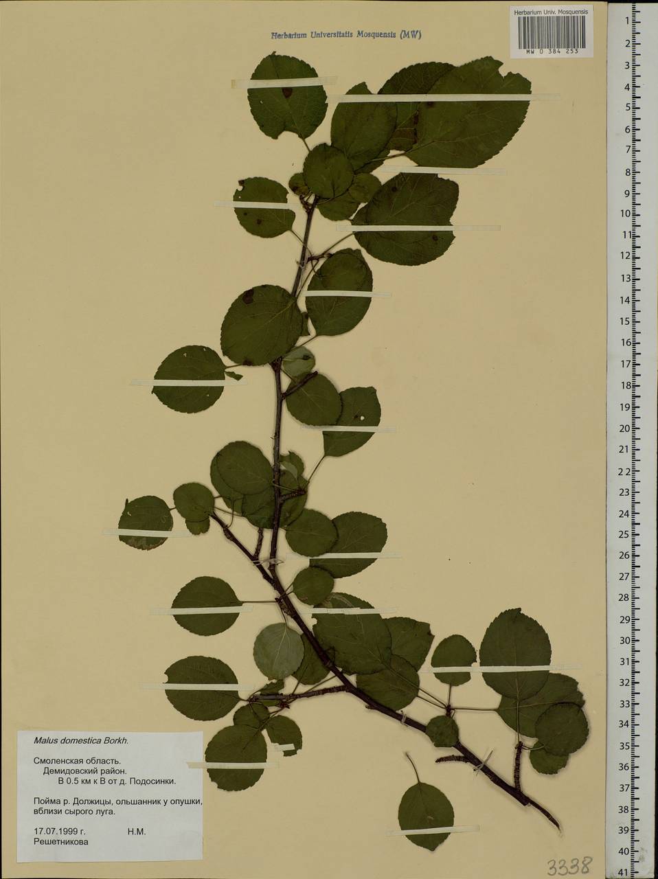 Malus domestica Borkh., Eastern Europe, Western region (E3) (Russia)