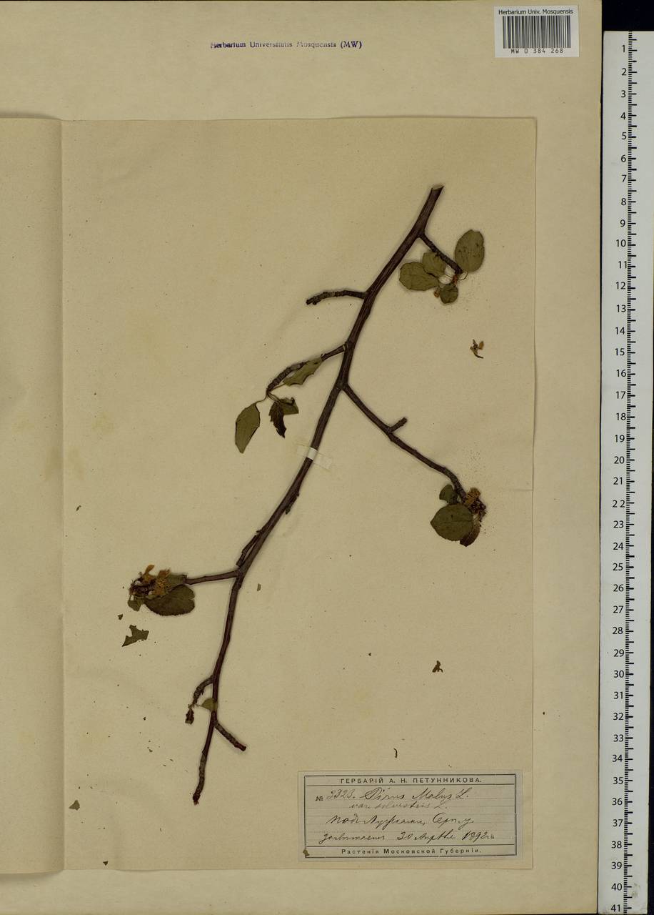 Malus domestica Borkh., Eastern Europe, Moscow region (E4a) (Russia)