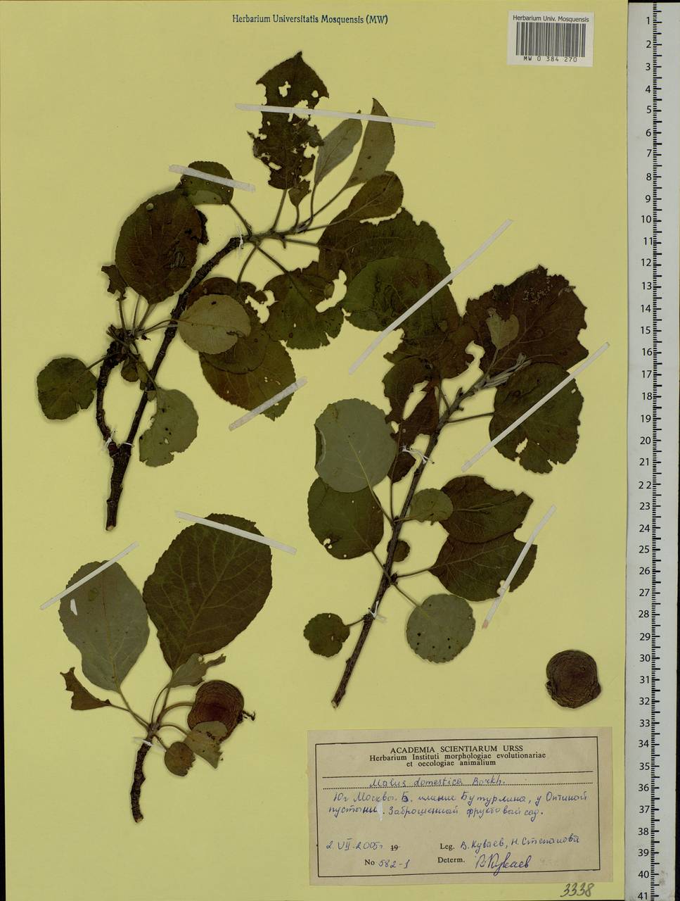 Malus domestica Borkh., Eastern Europe, Moscow region (E4a) (Russia)