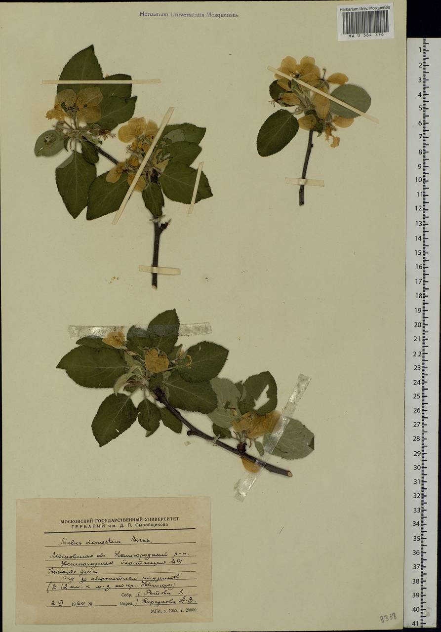 Malus domestica Borkh., Eastern Europe, Moscow region (E4a) (Russia)