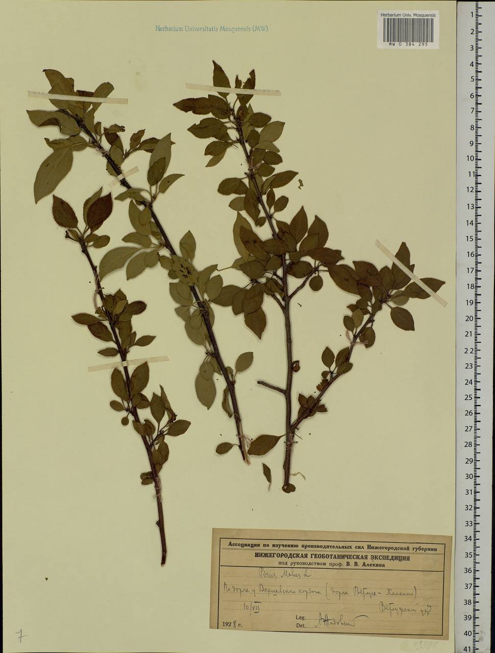 Malus domestica (Suckow) Borkh., Eastern Europe, Volga-Kama region (E7) (Russia)