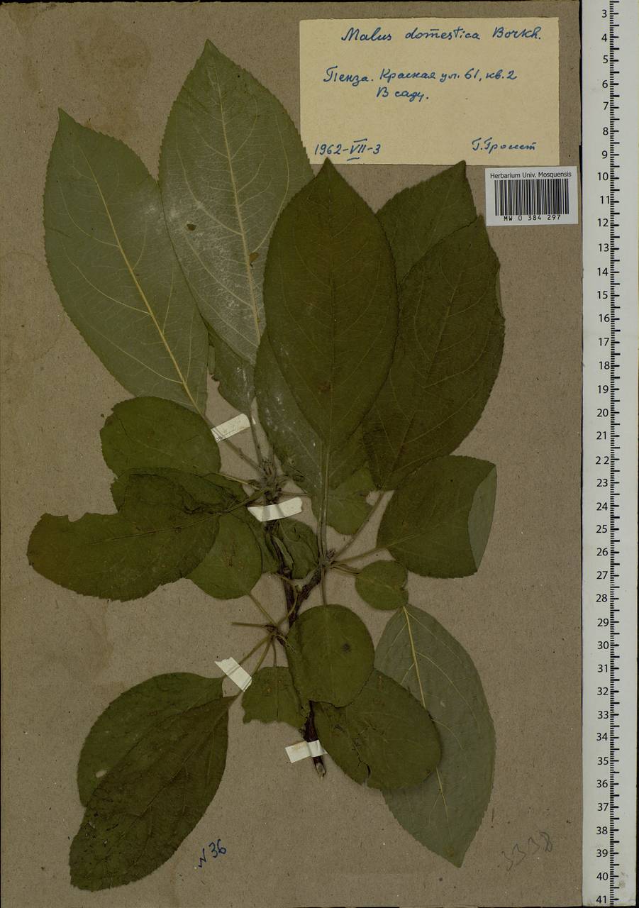 Malus domestica Borkh., Eastern Europe, Middle Volga region (E8) (Russia)
