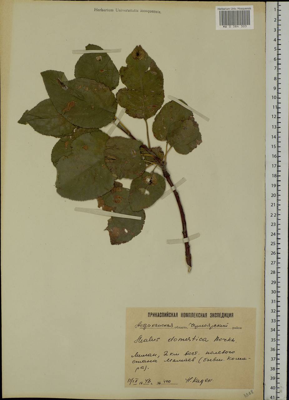 Malus domestica Borkh., Eastern Europe, Lower Volga region (E9) (Russia)