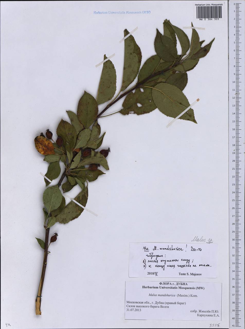Malus, Eastern Europe, Moscow region (E4a) (Russia)