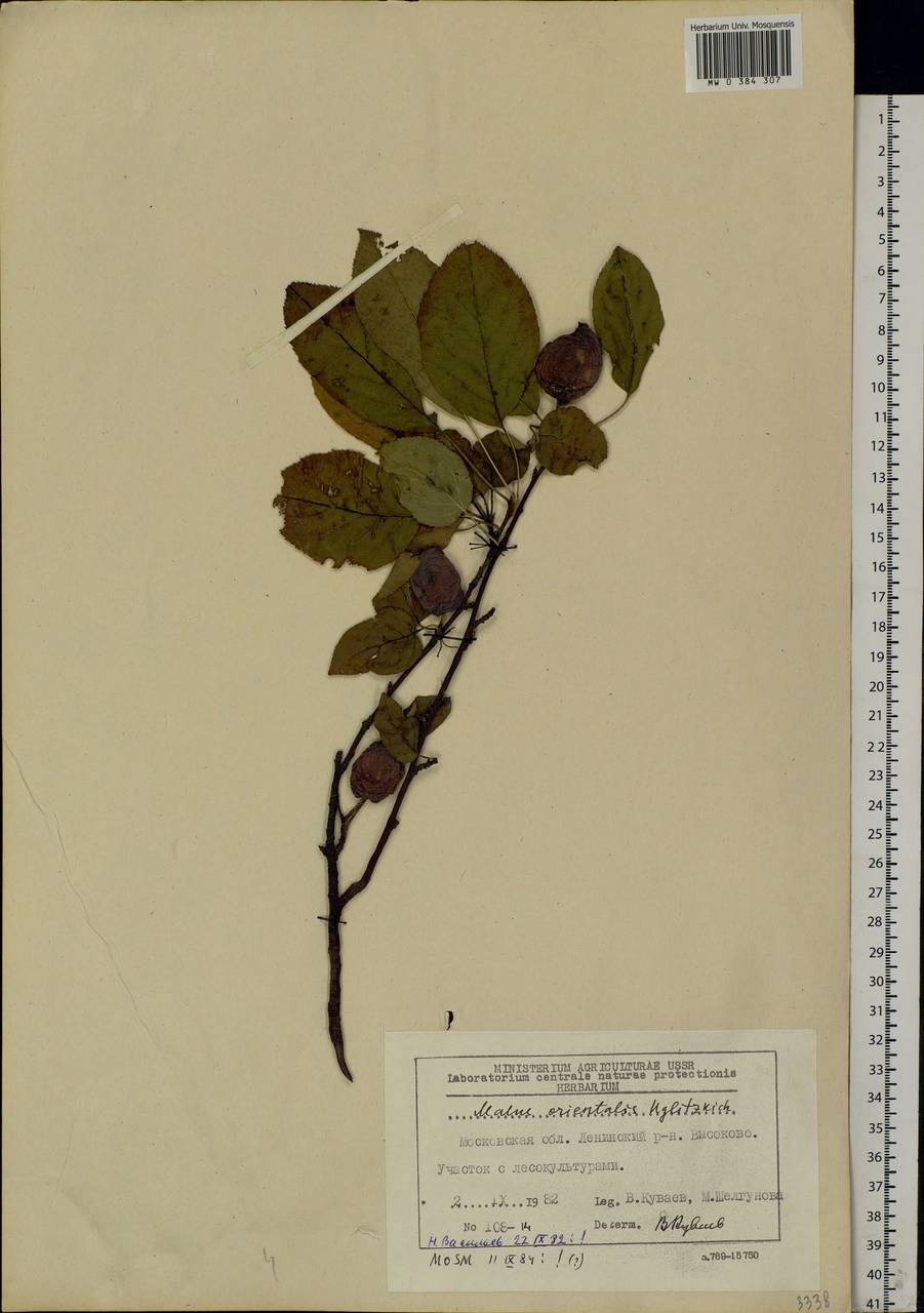 Malus orientalis Uglitzk., Eastern Europe, Moscow region (E4a) (Russia)