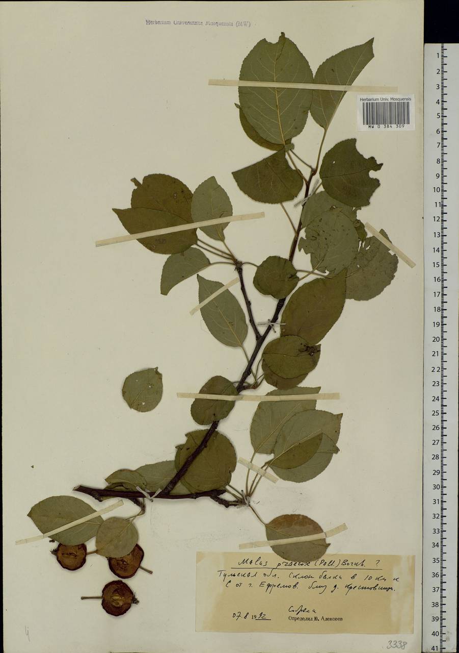 Malus sylvestris subsp. praecox (Pall.) Soó, Eastern Europe, Central region (E4) (Russia)