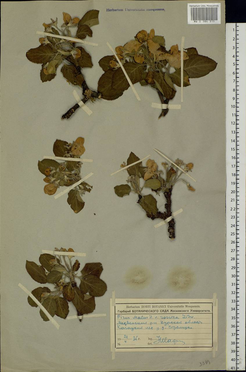 Malus domestica (Suckow) Borkh., Eastern Europe, Central forest-and-steppe region (E6) (Russia)