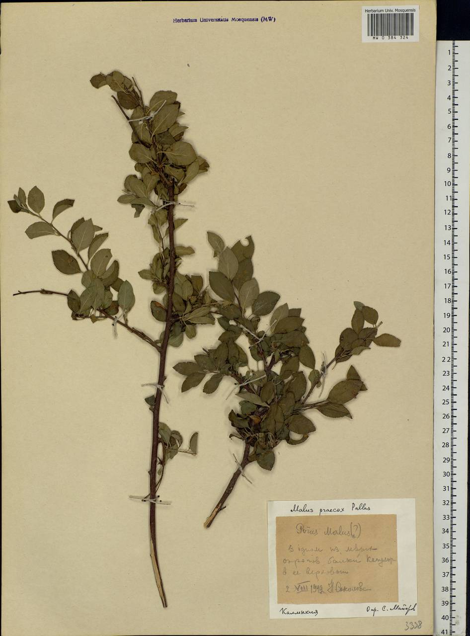 Malus domestica (Suckow) Borkh., Eastern Europe, Lower Volga region (E9) (Russia)
