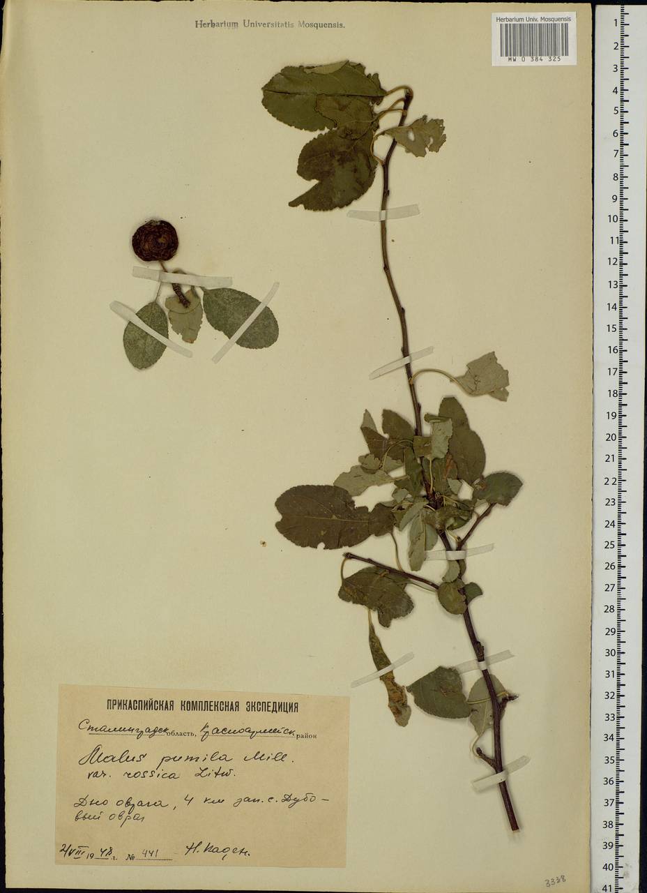 Malus domestica (Suckow) Borkh., Eastern Europe, Lower Volga region (E9) (Russia)