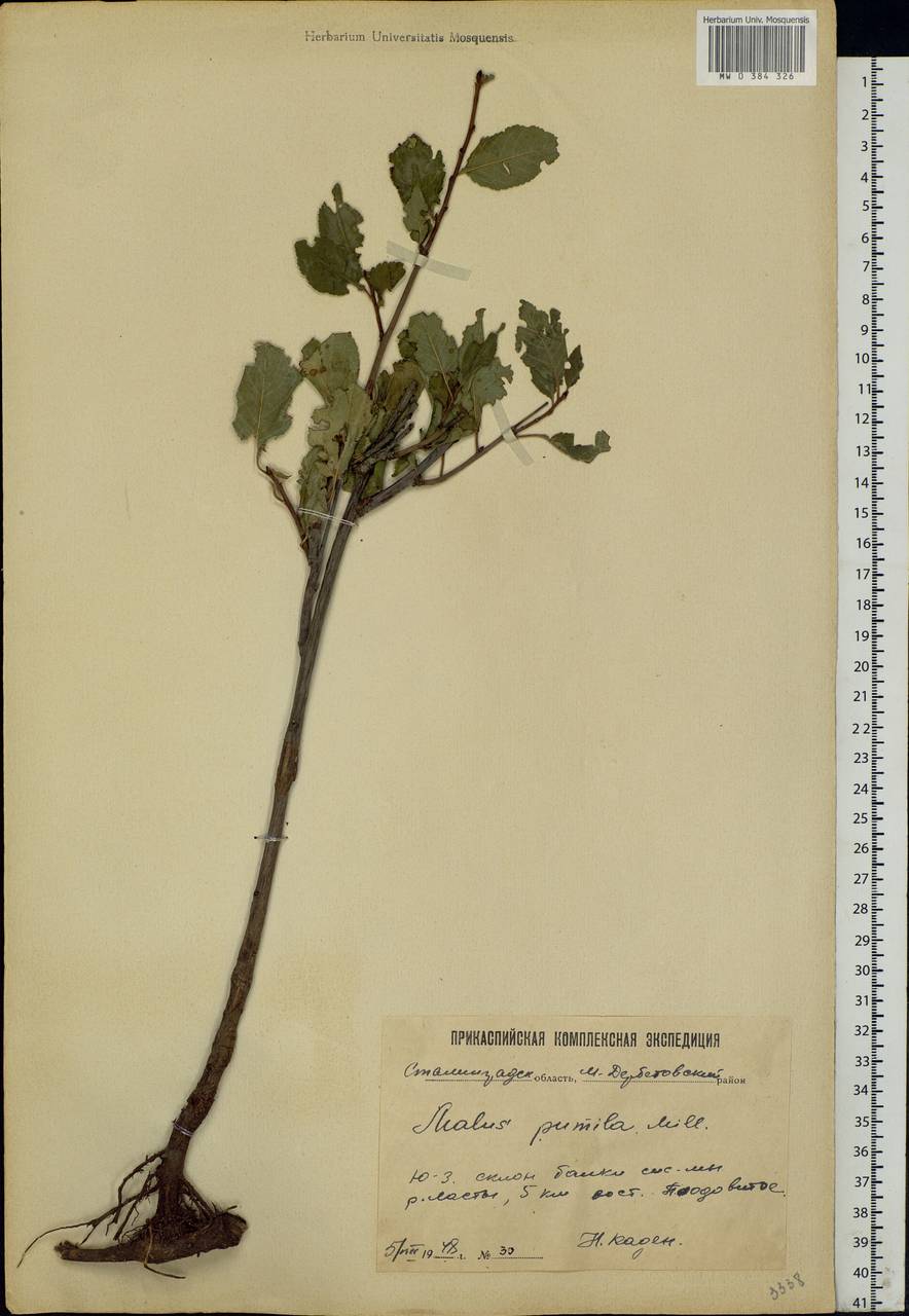 Malus sylvestris subsp. praecox (Pall.) Soó, Eastern Europe, Lower Volga region (E9) (Russia)