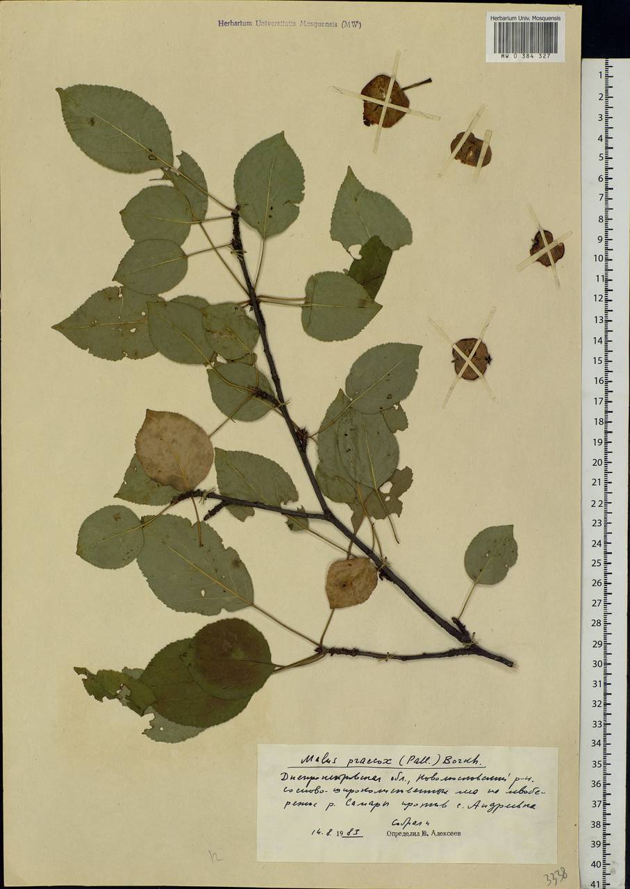 Malus sylvestris subsp. praecox (Pall.) Soó, Eastern Europe, South Ukrainian region (E12) (Ukraine)