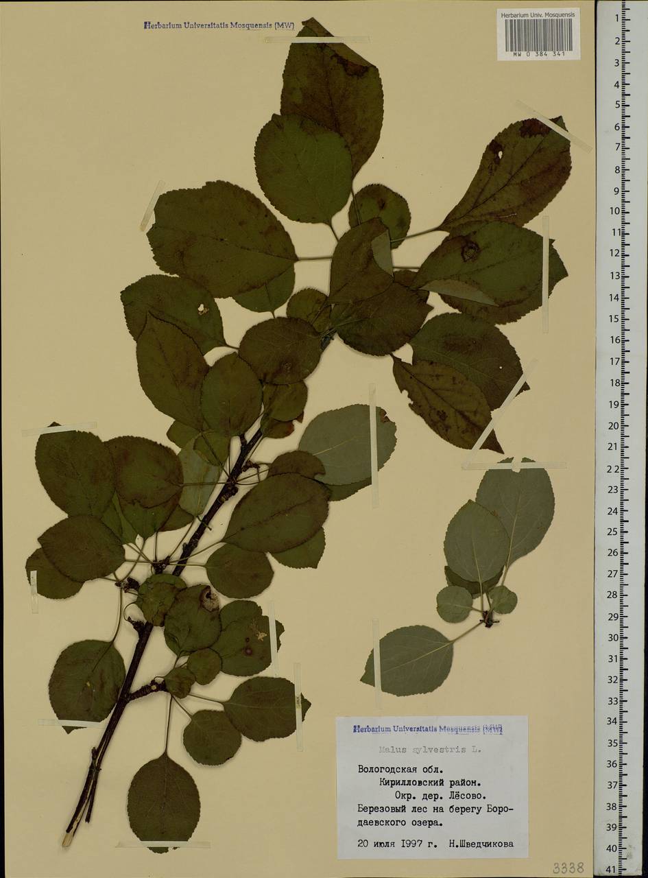 Malus sylvestris Mill., Eastern Europe, Northern region (E1) (Russia)