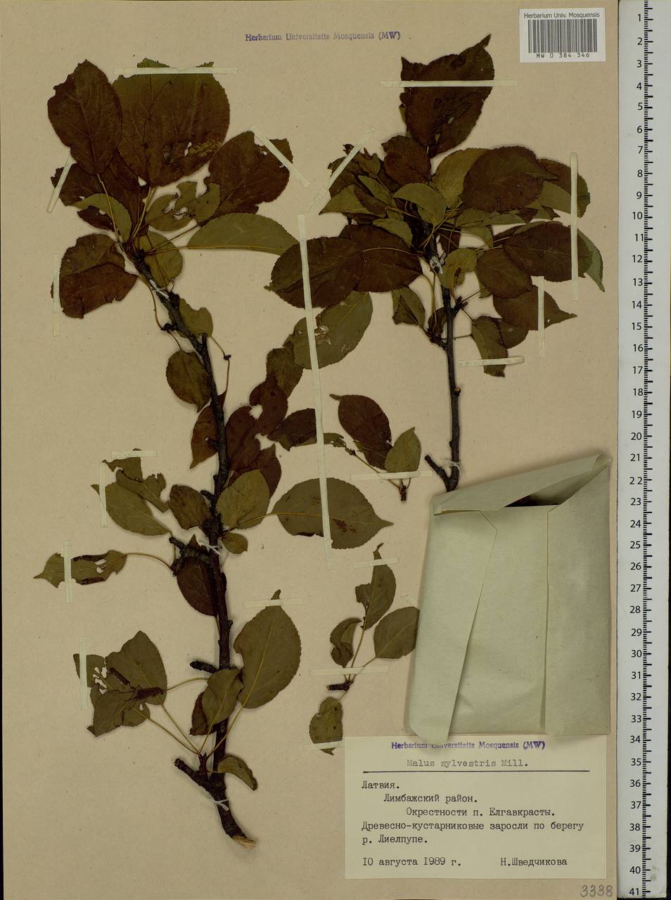 Malus sylvestris Mill., Eastern Europe, Latvia (E2b) (Latvia)