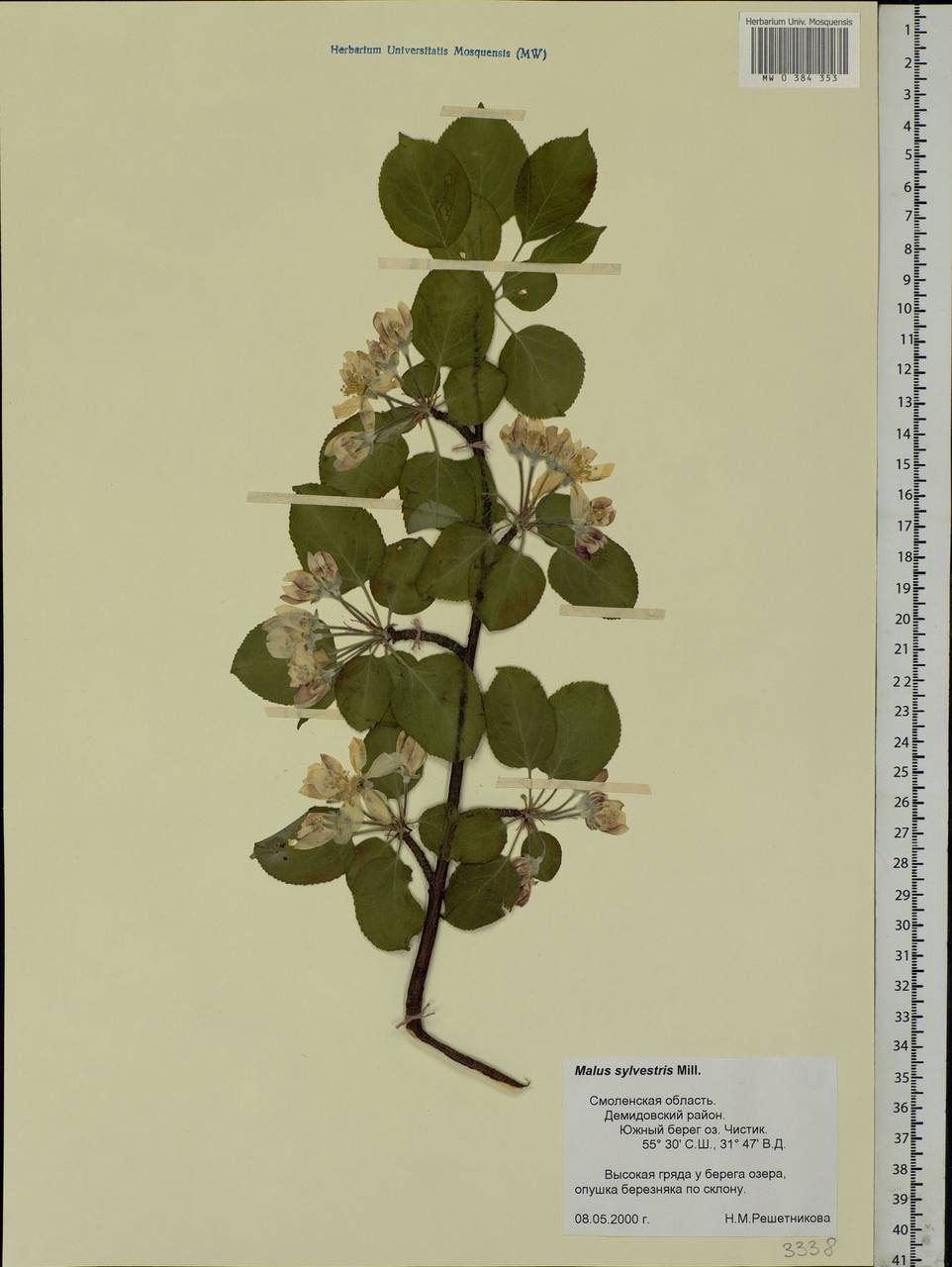 Malus sylvestris Mill., Eastern Europe, Western region (E3) (Russia)