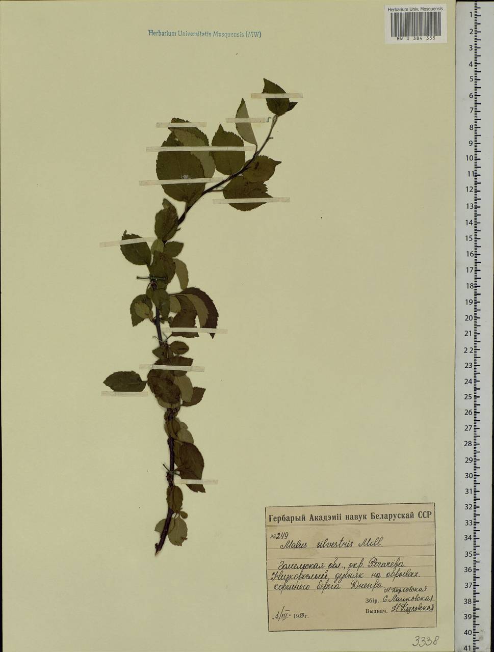 Malus sylvestris Mill., Eastern Europe, Belarus (E3a) (Belarus)