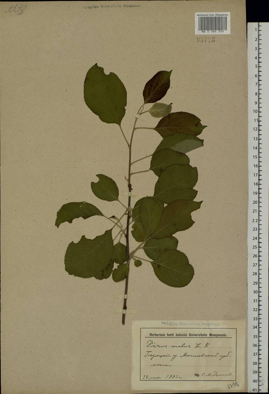 Malus sylvestris Mill., Eastern Europe, Belarus (E3a) (Belarus)