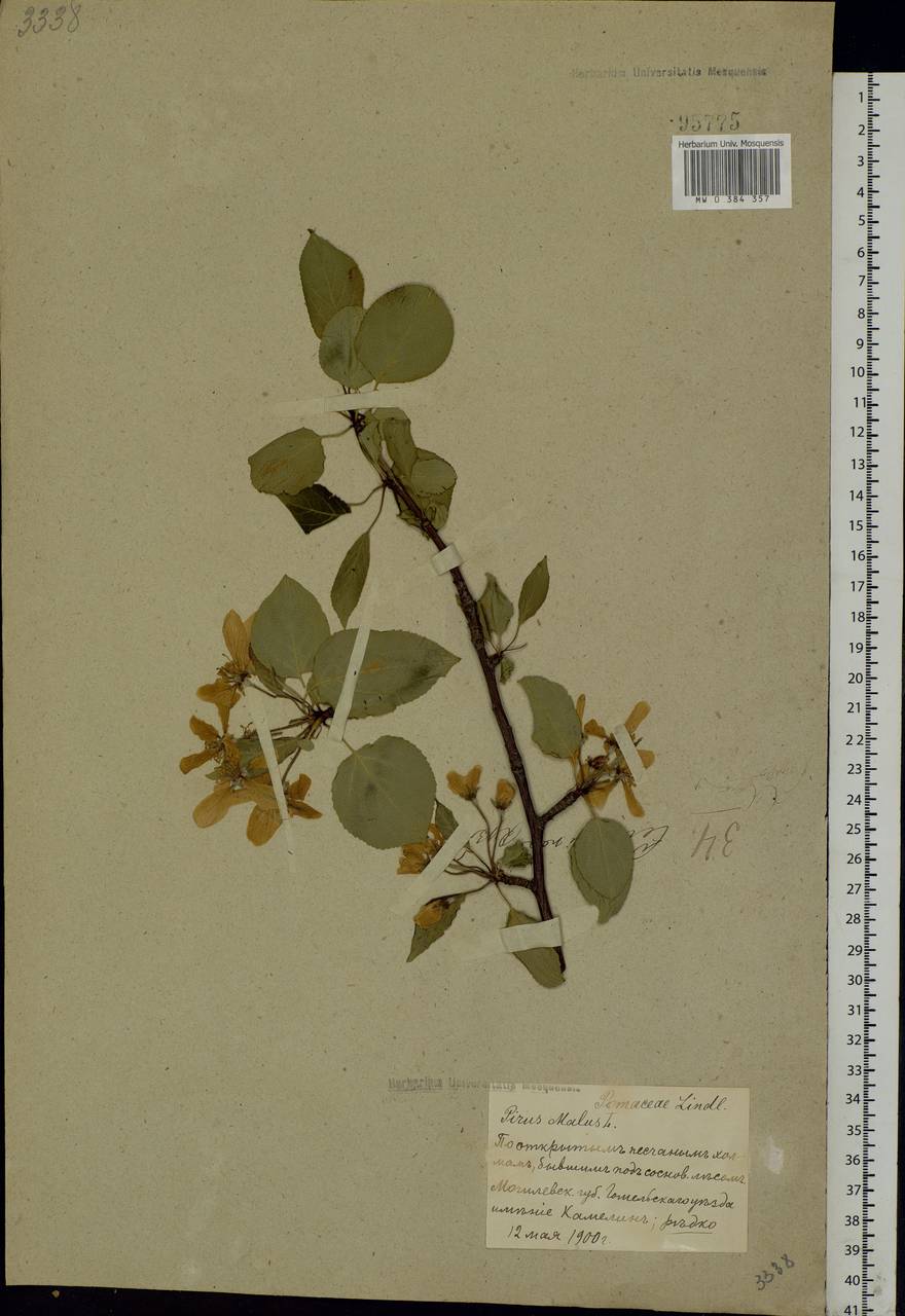 Malus sylvestris Mill., Eastern Europe, Belarus (E3a) (Belarus)
