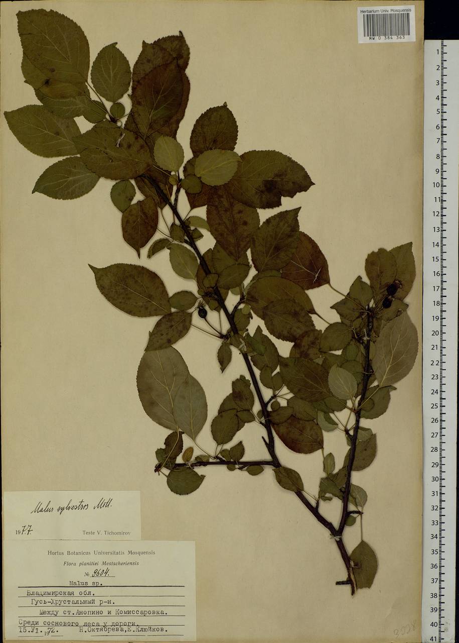 Malus sylvestris Mill., Eastern Europe, Central region (E4) (Russia)