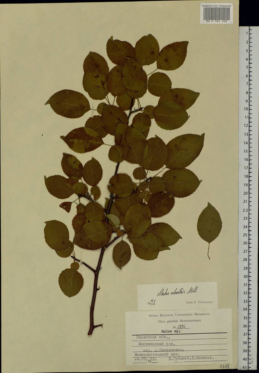 Malus sylvestris Mill., Eastern Europe, Central region (E4) (Russia)