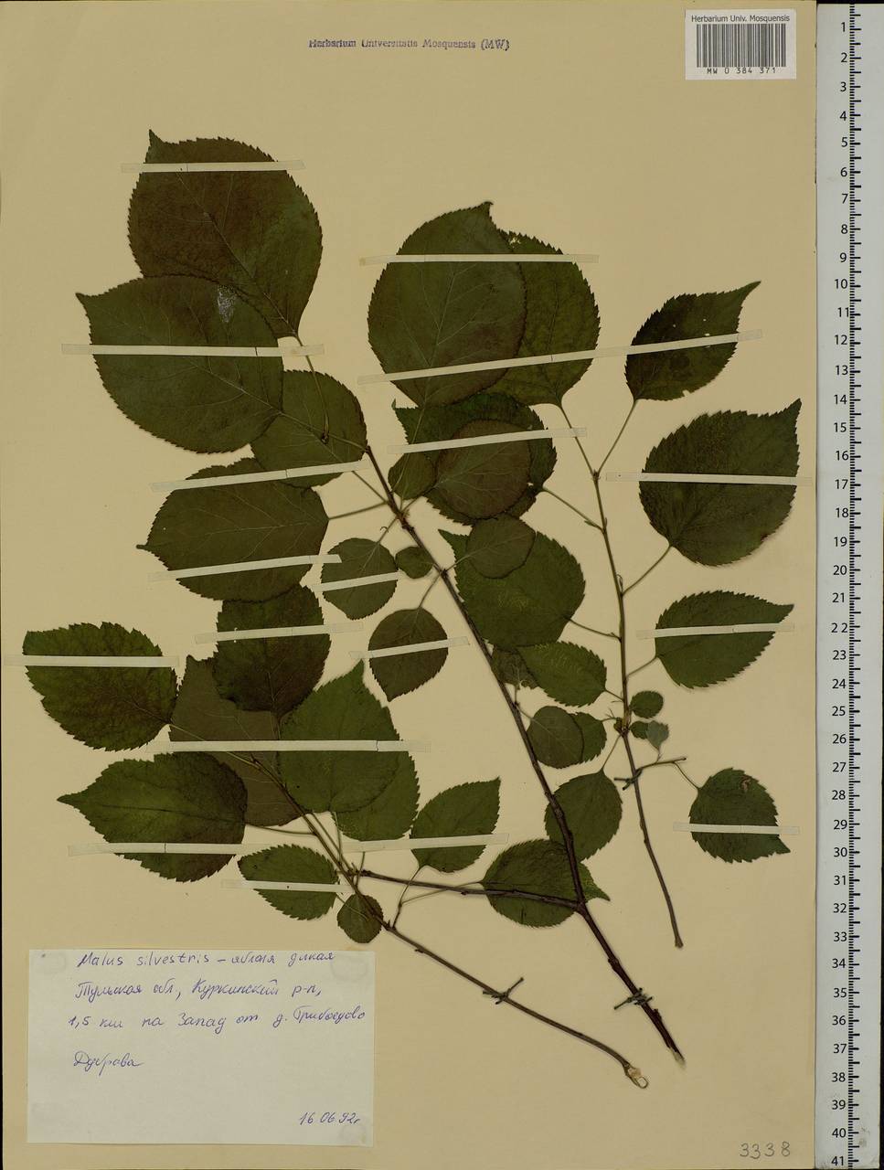 Malus sylvestris Mill., Eastern Europe, Central region (E4) (Russia)