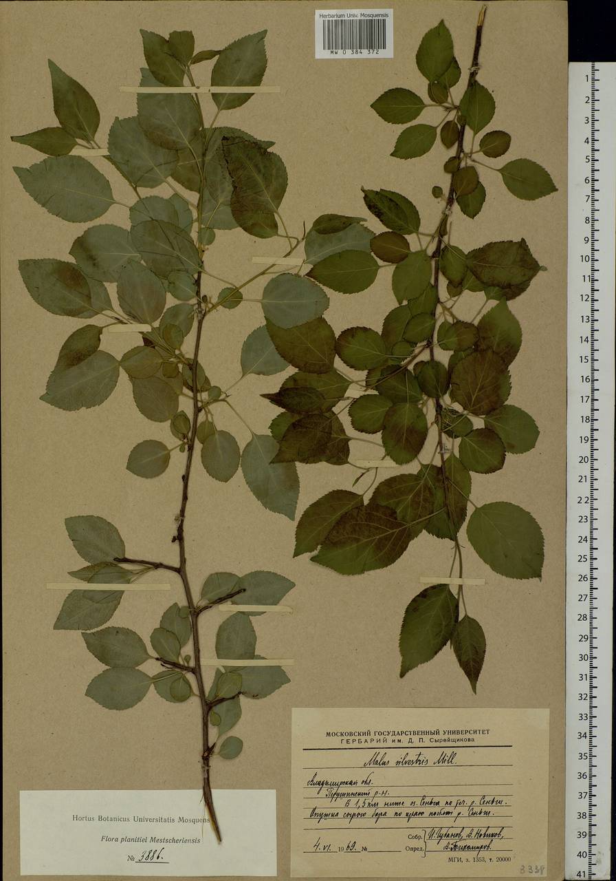 Malus sylvestris Mill., Eastern Europe, Central region (E4) (Russia)