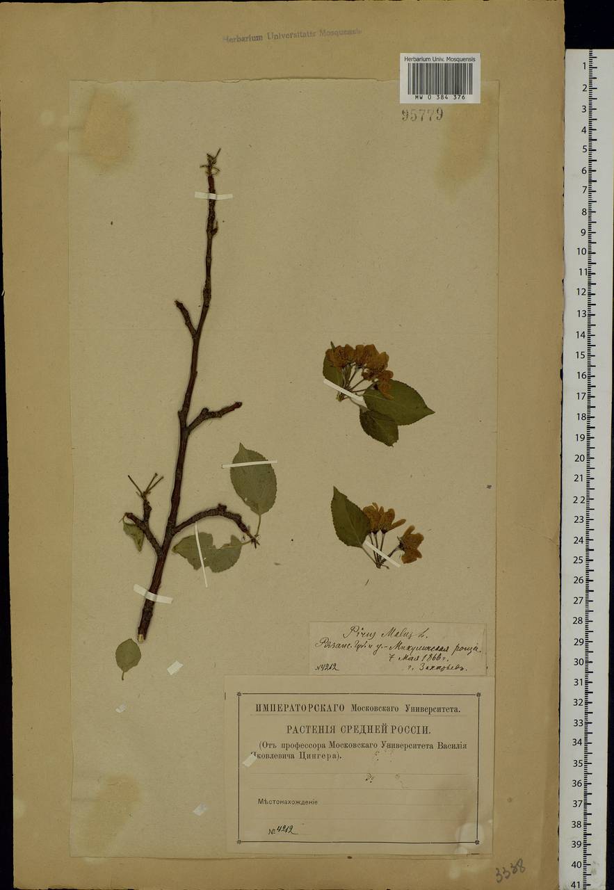 Malus sylvestris Mill., Eastern Europe, Central region (E4) (Russia)