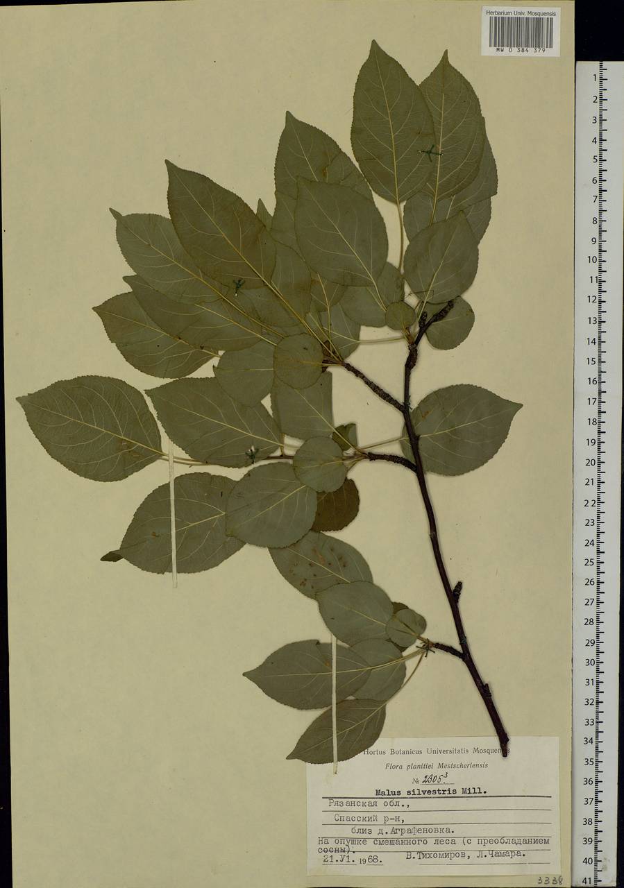 Malus sylvestris Mill., Eastern Europe, Central region (E4) (Russia)