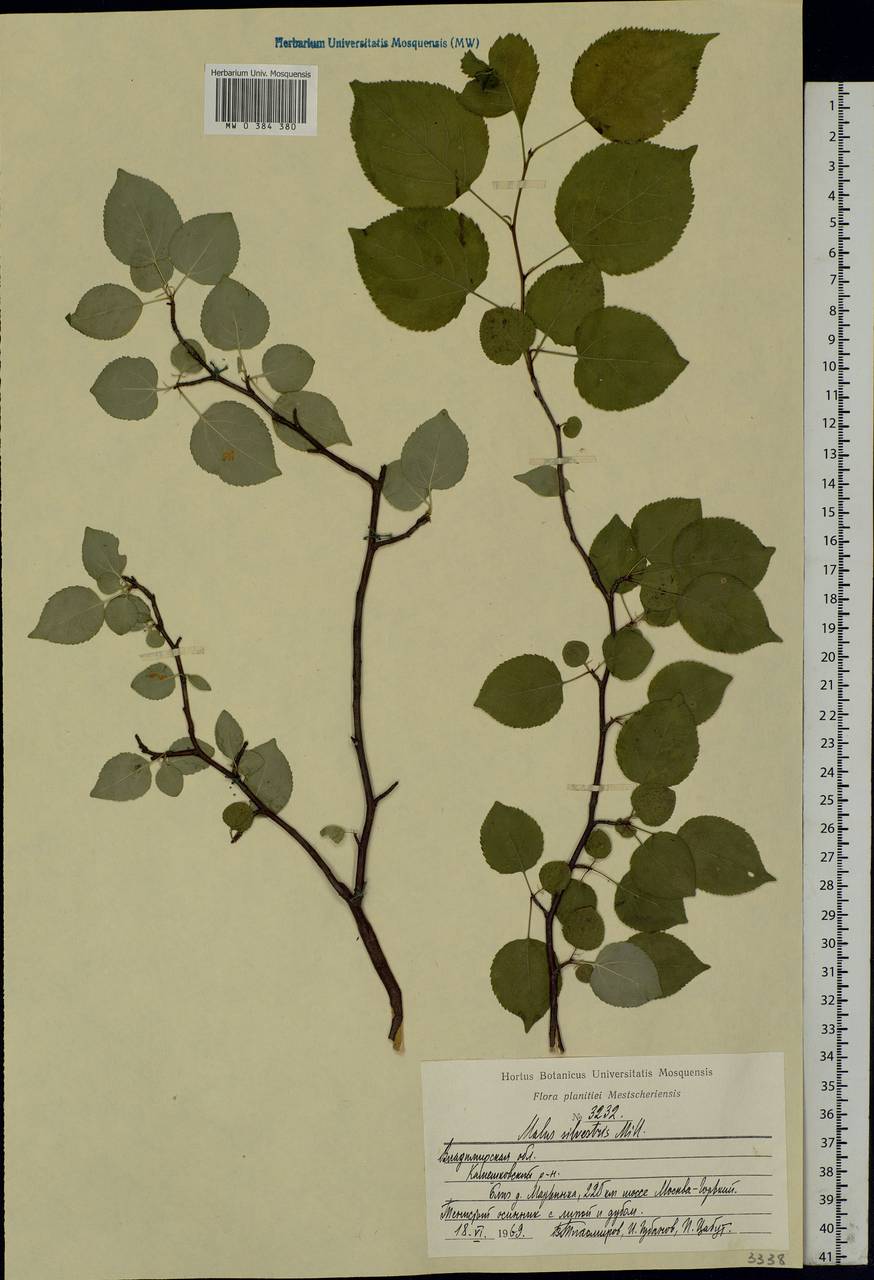 Malus sylvestris Mill., Eastern Europe, Central region (E4) (Russia)