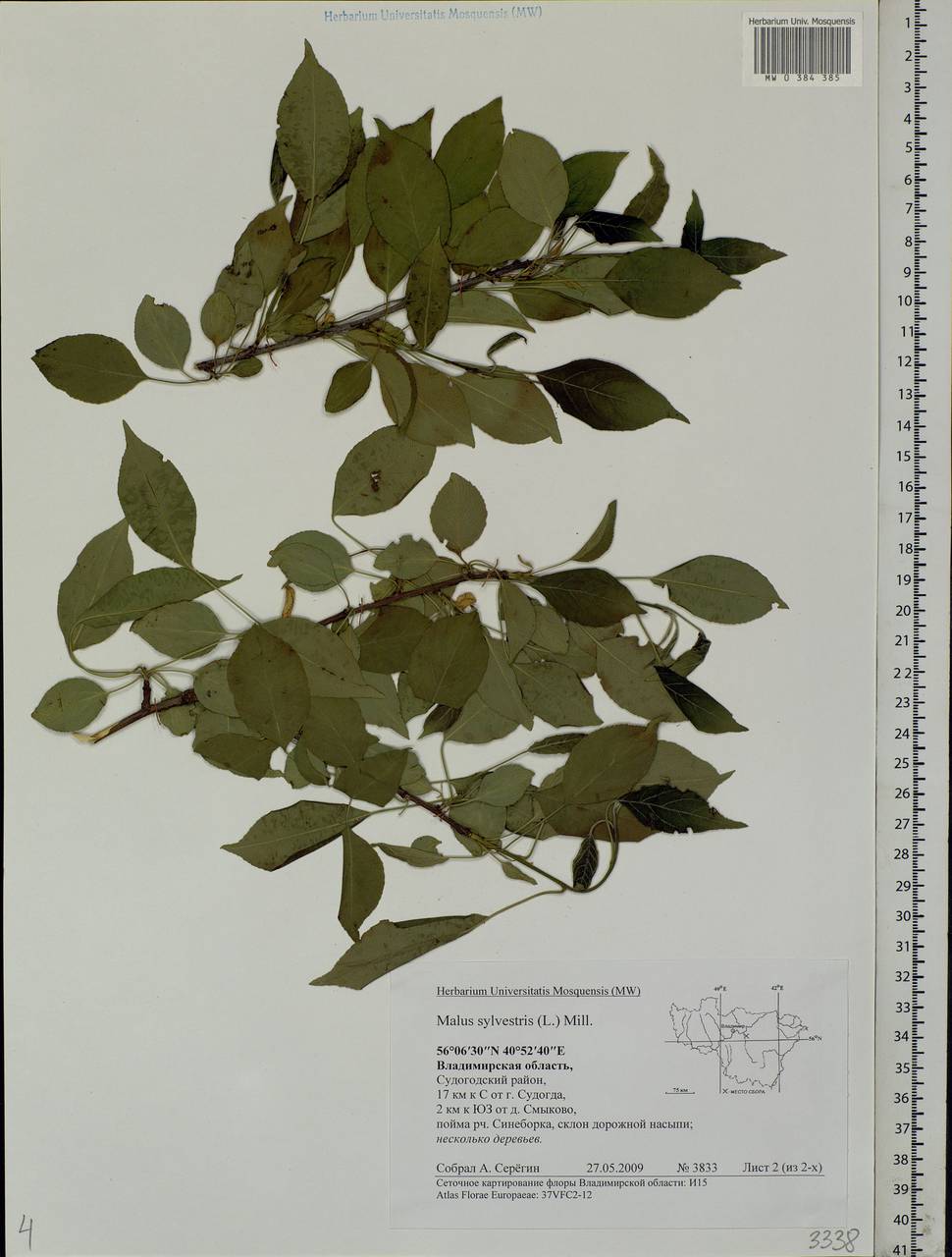 Malus sylvestris Mill., Eastern Europe, Central region (E4) (Russia)