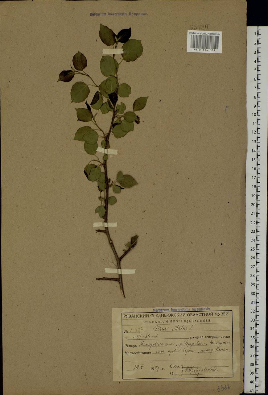 Malus sylvestris Mill., Eastern Europe, Central region (E4) (Russia)