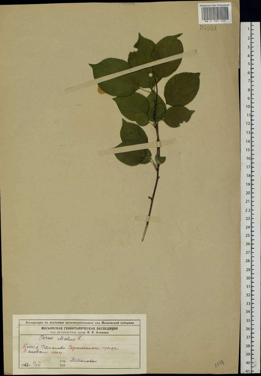 Malus sylvestris Mill., Eastern Europe, Moscow region (E4a) (Russia)