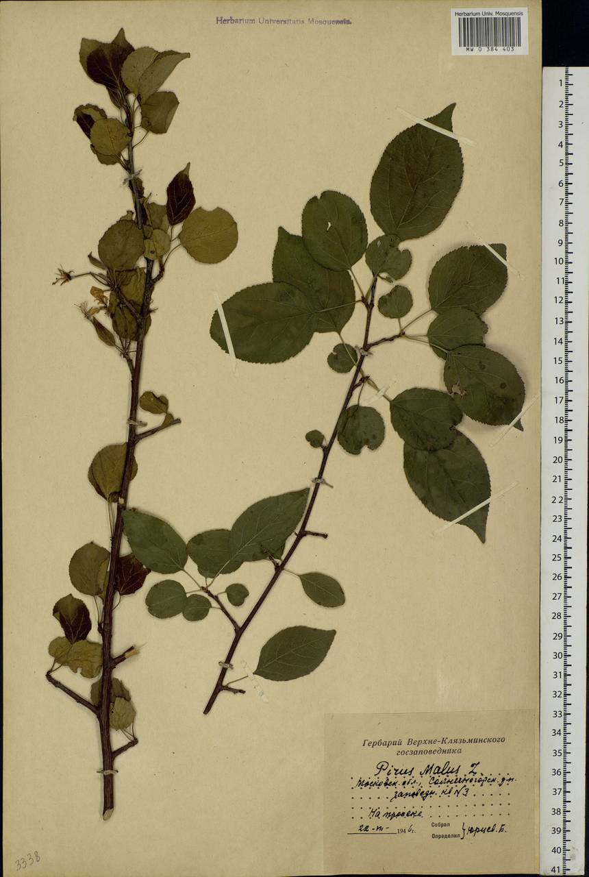 Malus sylvestris Mill., Eastern Europe, Moscow region (E4a) (Russia)