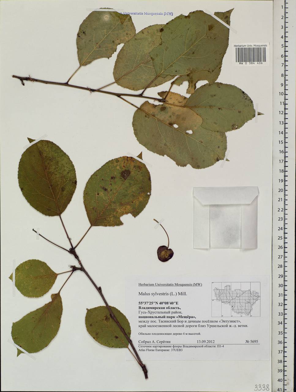 Malus sylvestris Mill., Eastern Europe, Central region (E4) (Russia)