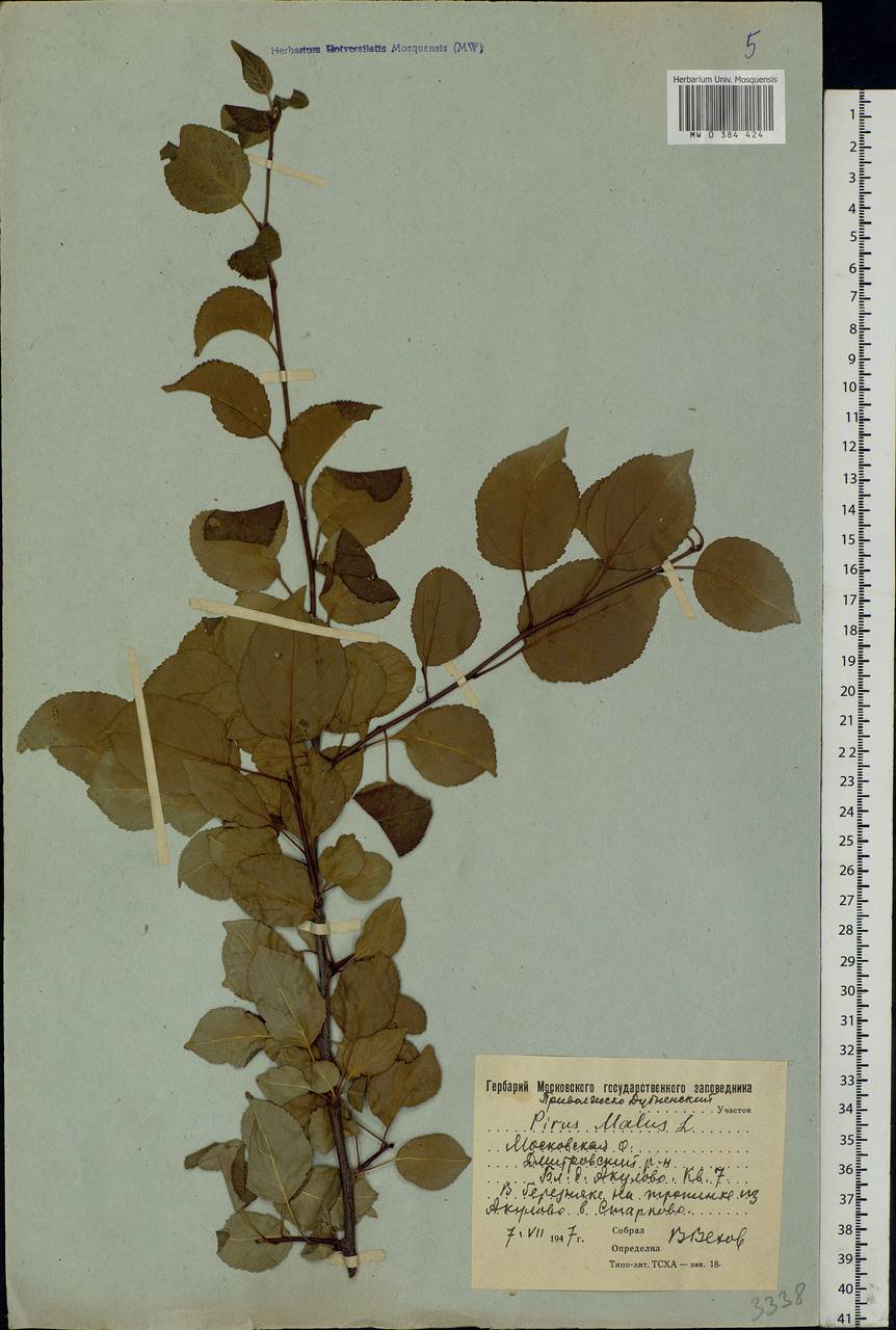 Malus sylvestris Mill., Eastern Europe, Moscow region (E4a) (Russia)