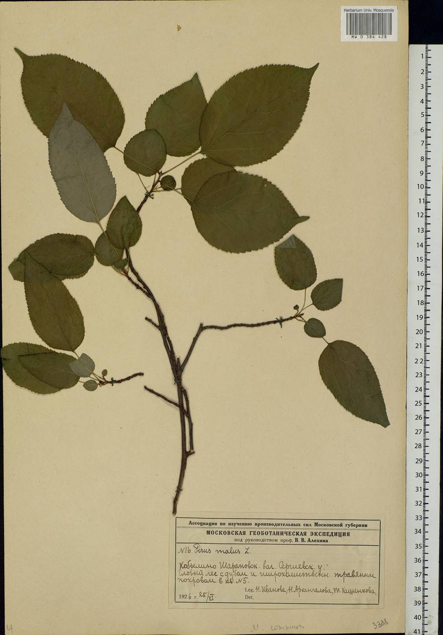 Malus sylvestris Mill., Eastern Europe, Moscow region (E4a) (Russia)