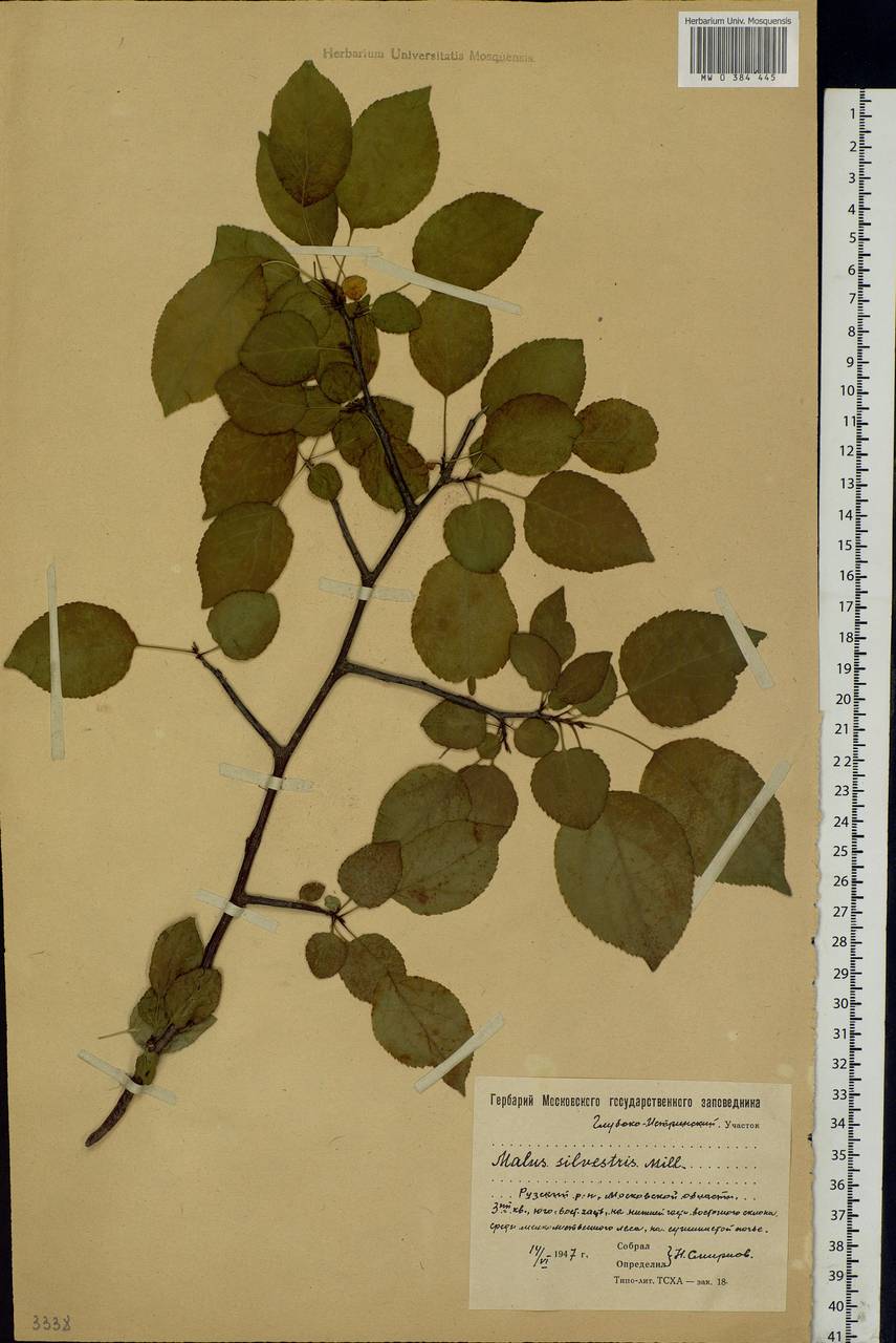 Malus sylvestris Mill., Eastern Europe, Moscow region (E4a) (Russia)